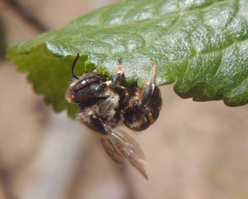 Anthidium septemspinosum
