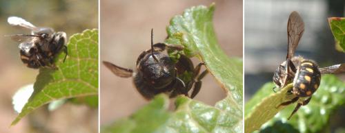 Anthidium septemspinosum