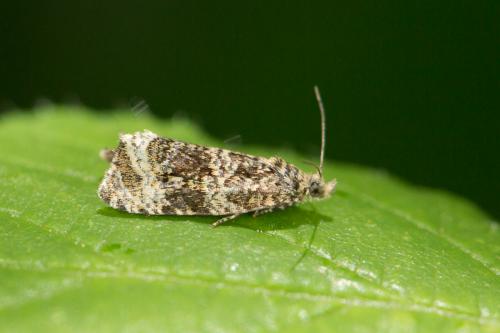 Celypha lacunana