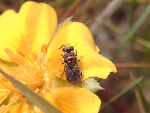Réf. 270 672 : Hedychridium ardens