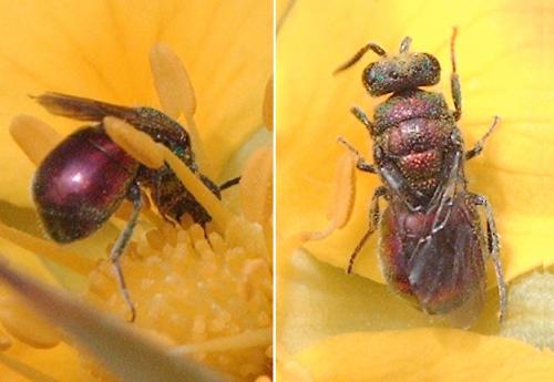 Hedychridium ardens