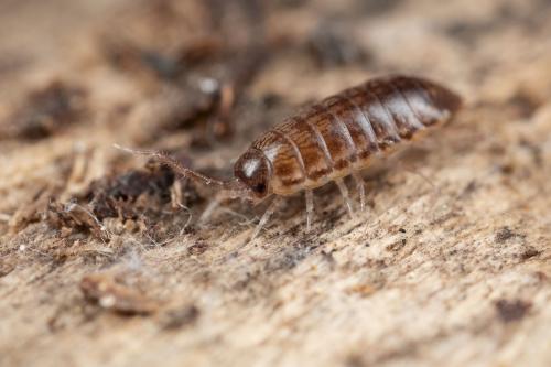 Réf. 270 807 : Chaetophiloscia elongata