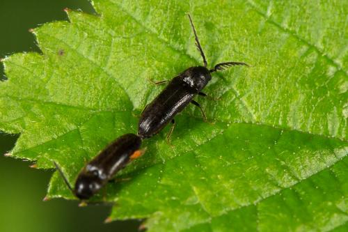 Réf. 270 595 : Microrhagus pygmaeus