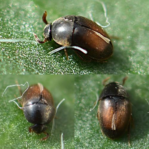 Catopsimorphus marqueti