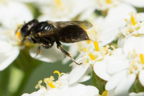 Lindenius albilabris