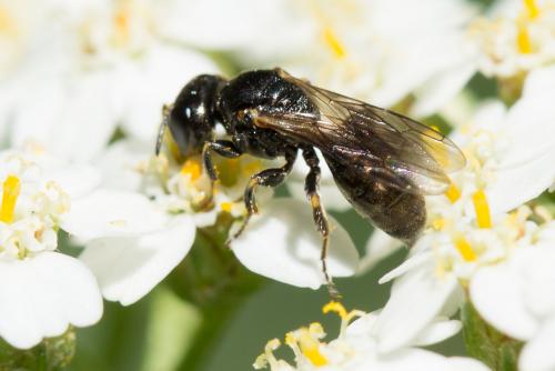Lindenius albilabris