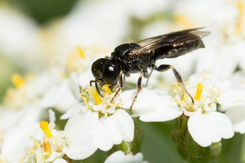 Lindenius albilabris