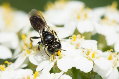 Lindenius albilabris