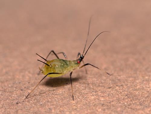 Macrosiphoniella sejuncta