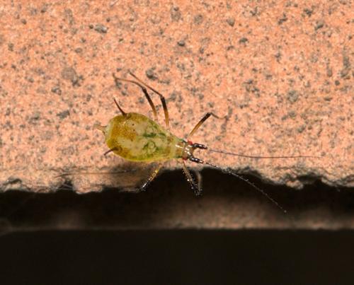 Macrosiphoniella sejuncta
