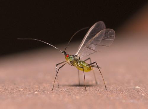 Macrosiphoniella sejuncta