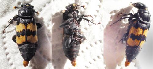 Nicrophorus investigator