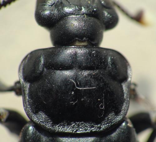 Nicrophorus investigator