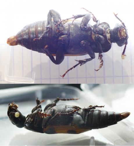 Réf. 270 546 : Nicrophorus investigator