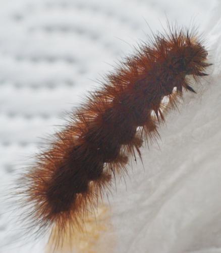 Phragmatobia fuliginosa