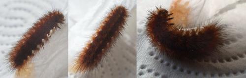 Phragmatobia fuliginosa
