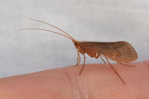 Drusus sp.
