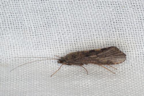 Réf. 270 632 : Hydropsyche sp.