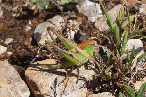 Réf. 270 654 : Platycleis sp.