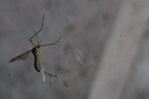 Ptychoptera albimana