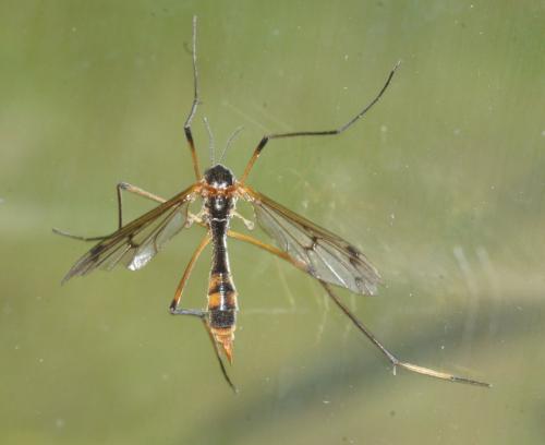 Ptychoptera albimana