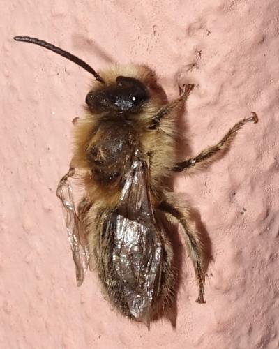 Andrena sp.
