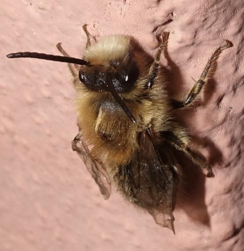 Andrena sp.