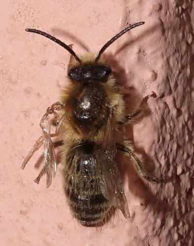 Andrena sp.