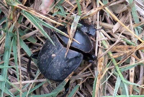 Réf. 270 272 : Scarabaeus sp.