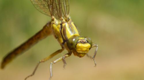 Réf. 270 901 : Gomphus graslinii