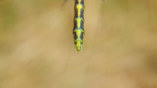 Gomphus graslinii