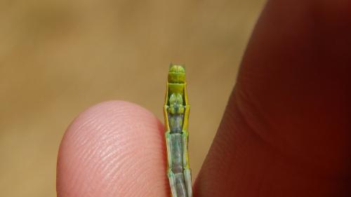Gomphus graslinii