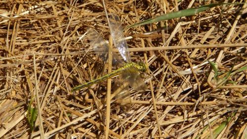 Gomphus graslinii
