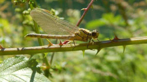 Gomphus graslinii