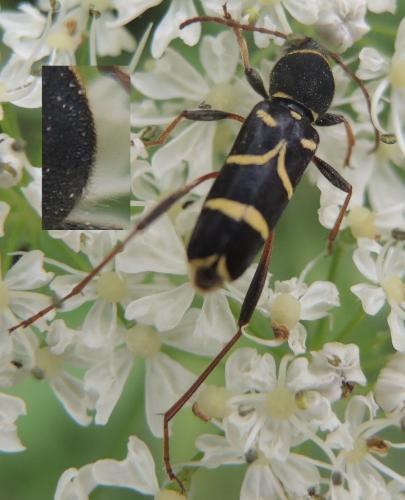 Réf. 270 634 : Clytus lama