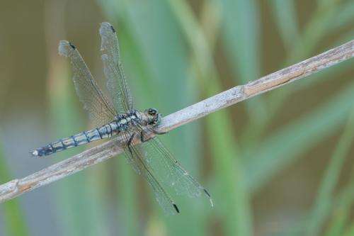 Orthetrum cancellatum