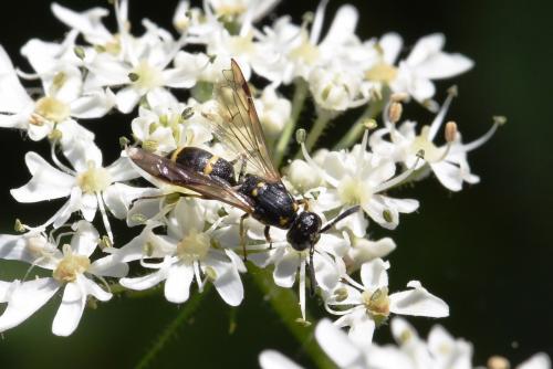 Symmorphus sp.