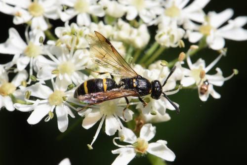 Réf. 270 768 : Symmorphus sp.