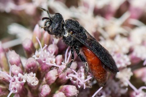 Réf. 270 139 : Sphecodes albilabris