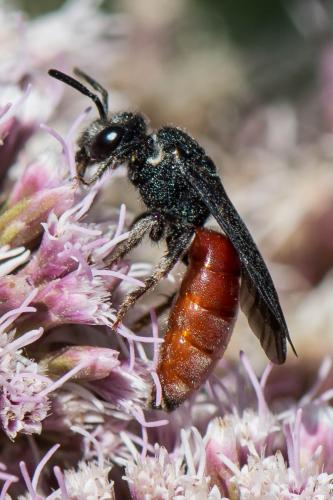 Réf. 270 140 : Sphecodes albilabris