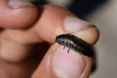 Silpha sp.