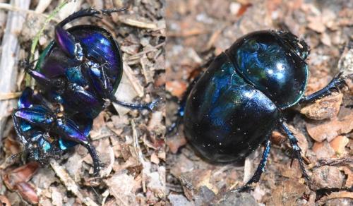 Réf. 270 784 : Trypocopris pyrenaeus