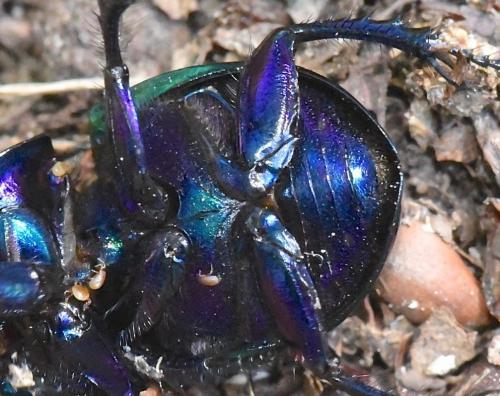 Réf. 270 792 : Trypocopris pyrenaeus