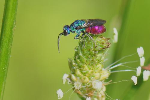 Réf. 270 551 : Holopyga sp.