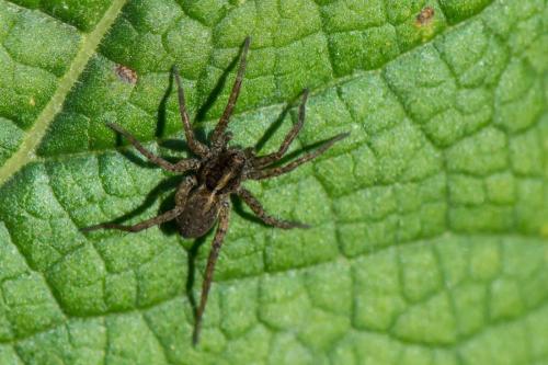 Pardosa sp.