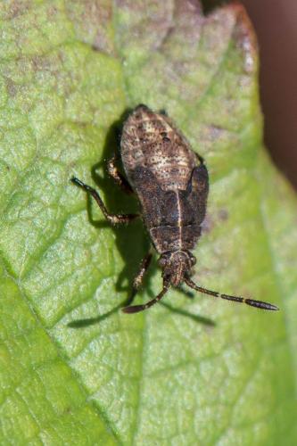Réf. 270 494 : Stictopleurus sp.