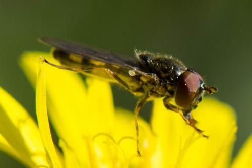 Melanostoma mellinum
