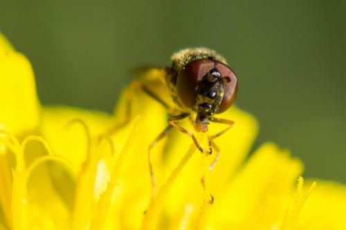 Melanostoma mellinum