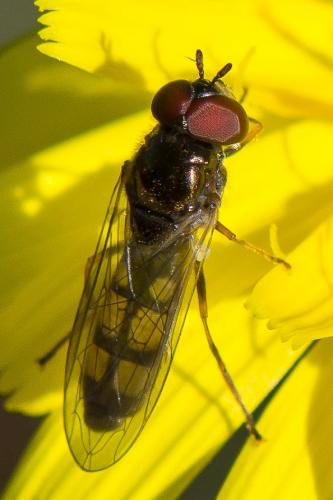 Réf. 270 612 : Melanostoma mellinum