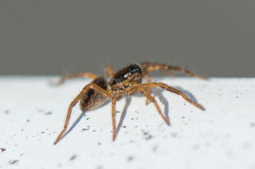 Pardosa sp.